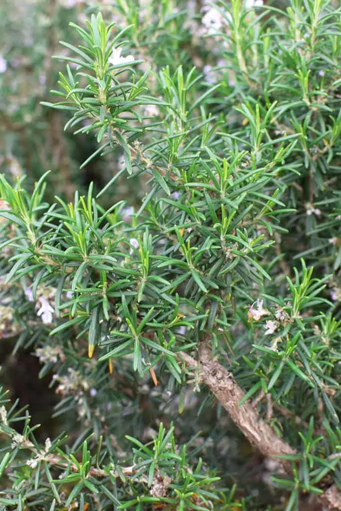 Photo of a rosemary bush