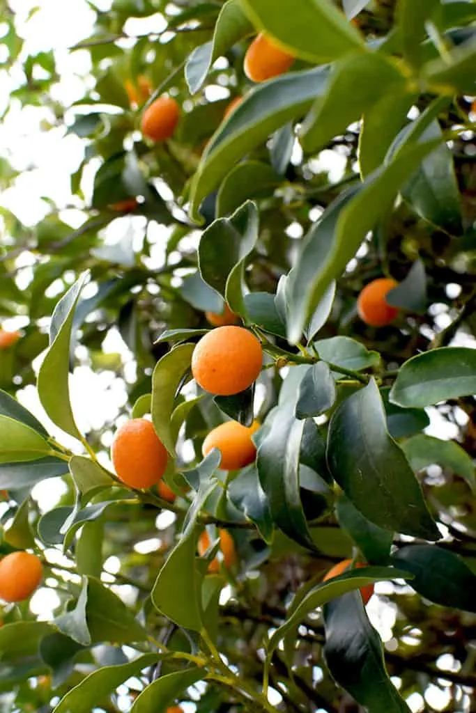 Kumquats on a tree surrounded by leaves